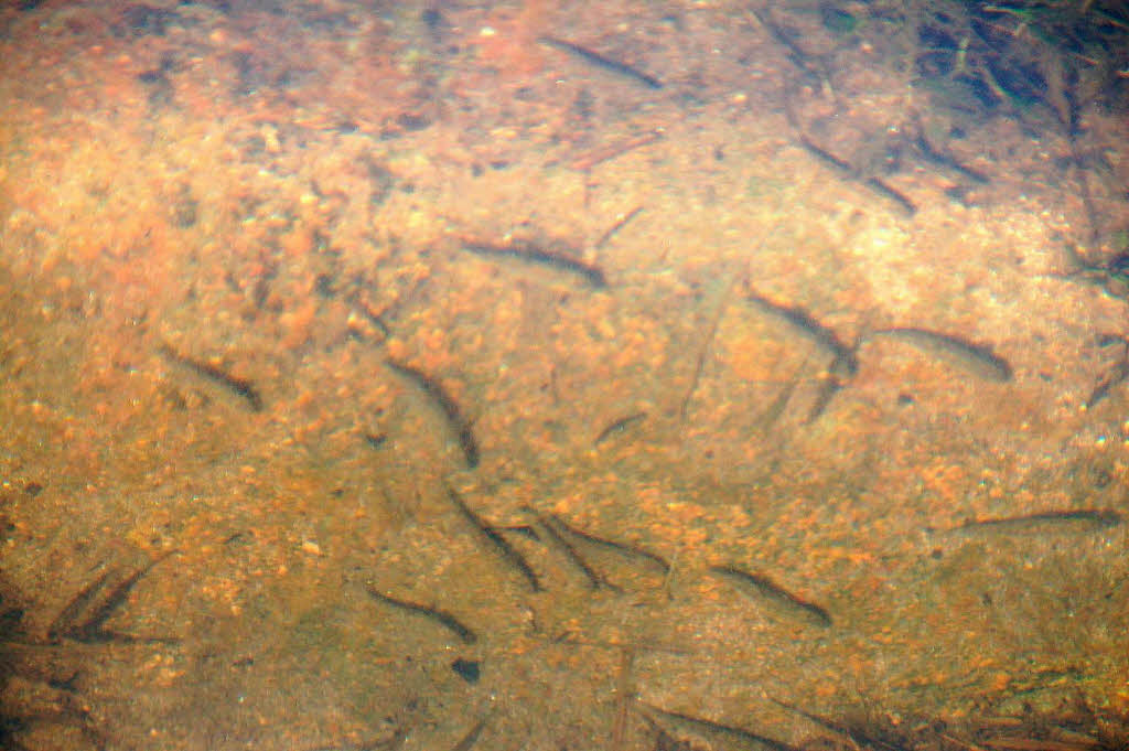 Fische in der wenig Wasser fhrenden Elz