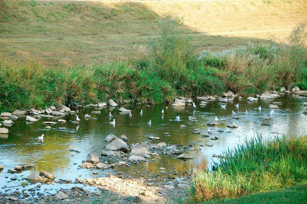 Mwen auf der Elz bei Emmendingen.