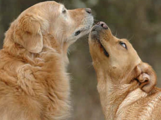 Ein Golden Retriever (Symbolbild) hat ...ebissen und lebensgefhrlich verletzt.  | Foto: foun