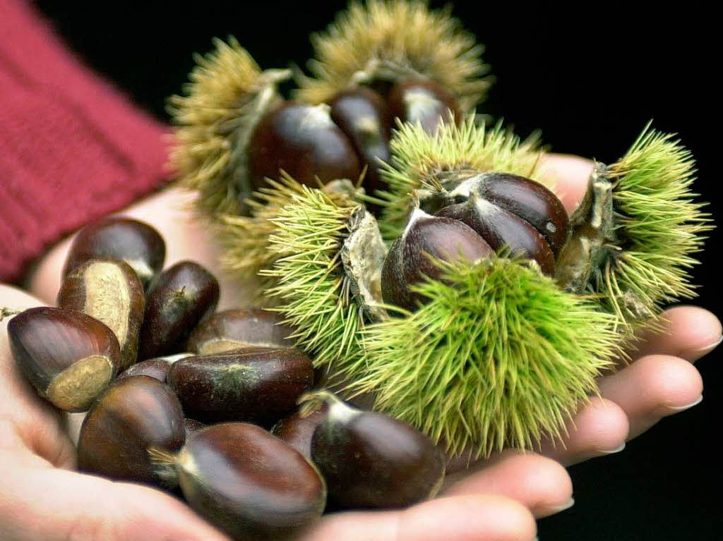 Tipp 2: Leckere Herbstfrchte. Sammeln Sie auf Ihren  Spaziergngen ein paar Esskastanien. Gekocht oder gerstet schmecken die nicht nur extrem lecker, sondern sind auch noch sehr gesund.