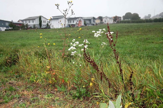 Wird weiter wachsen: Binzens Baugebiet Lochacker   | Foto: Langelott