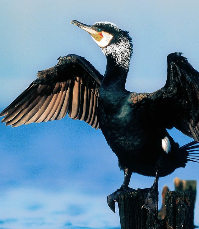 Gefhrder oder Gefhrdeter? Die Wahl d...zum Vogel des Jahres  ist umstritten.   | Foto: AFP