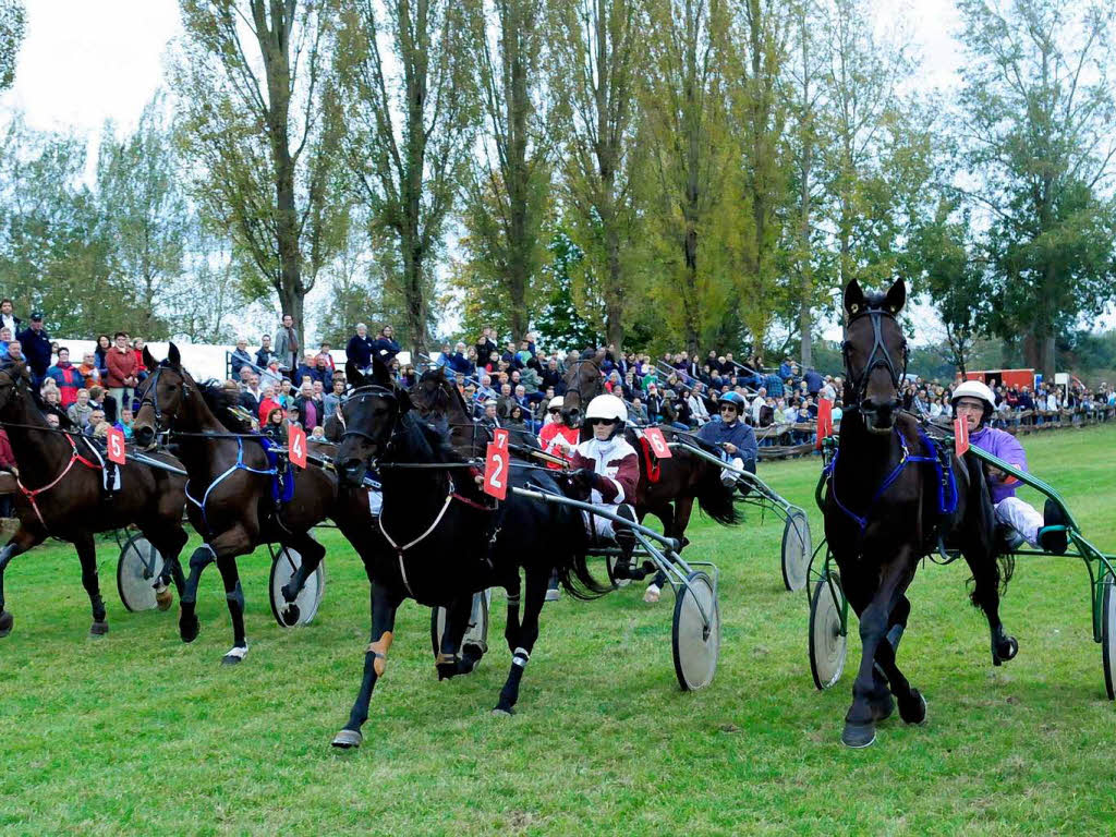 Pferderennen in Meienheim