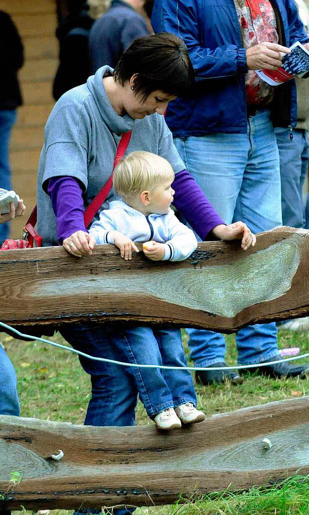 Pferderennen in Meienheim