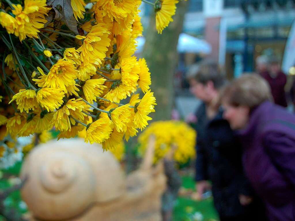 Die Chrysanthema 2008