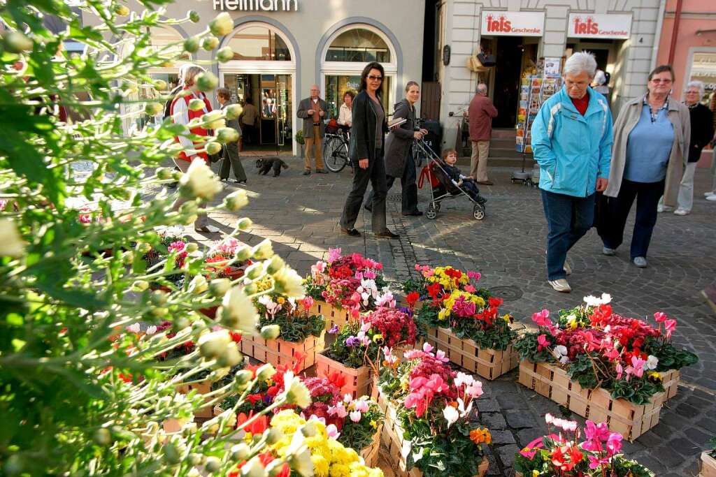 Die Chrysanthema 2008