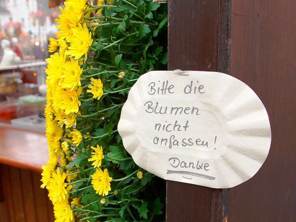 Die Chrysanthema 2008