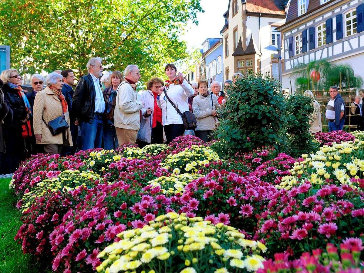 Die Chrysanthema 2008