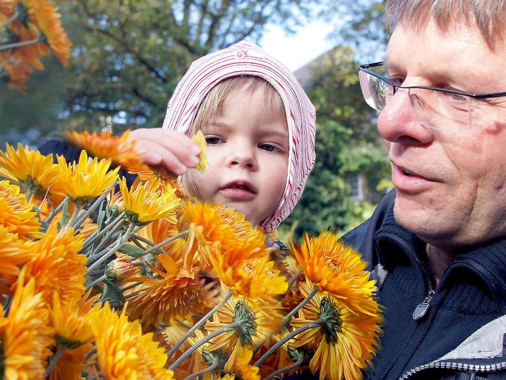 Die Chrysanthema 2008