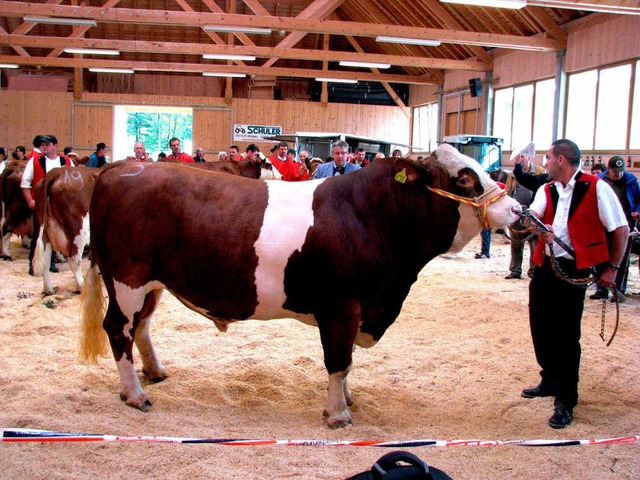 Masse mit Klasse: Der Siegerbulle  Pig...onrad Schwr, St. Peter, Schnbachhof   | Foto: Rombach