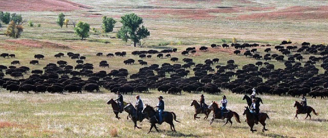 Eine Herde kommt in Trab: Cowboys trei...tate Park in  South Dakota zusammen.    | Foto: AFP