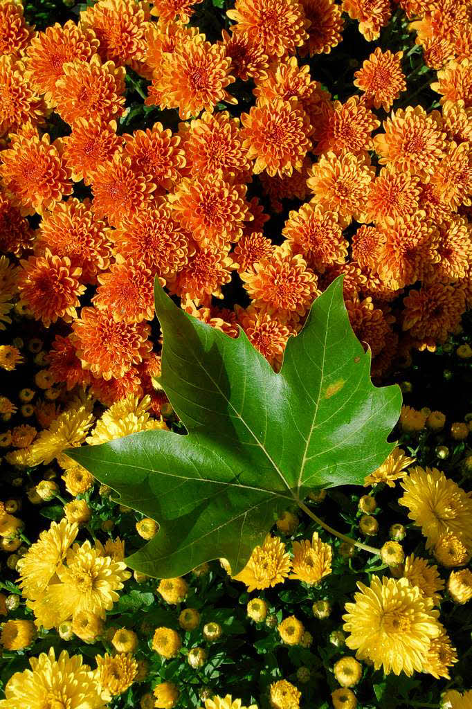 Die Chrysanthema 2007