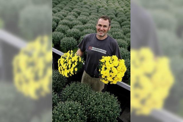 Die Chrysanthema hat einen Markt geschaffen