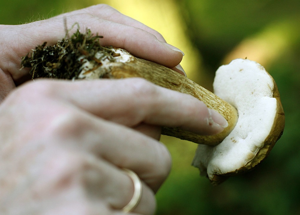 Sammler untersuchen Pilze auch unter dem Hut.  | Foto: dpa-tmn