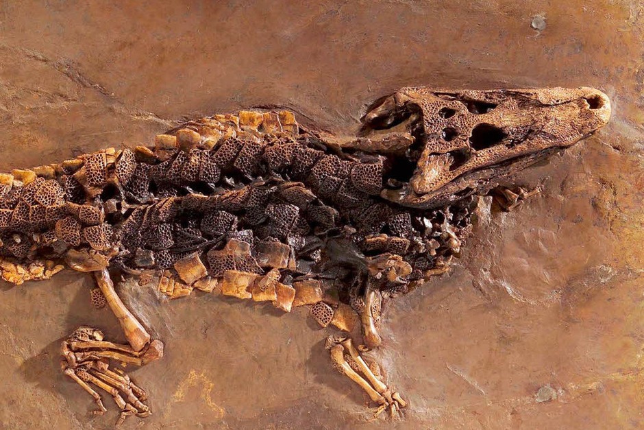 Doppelhundszahn-Krokodil (Foto: HessischeS Landesmuseum Darmstadt/W.Fuhrmannek) Doppelhundszahn-Krokodil (Foto: HessischeS Landesmuseum Darmstadt/W.Fuhrmannek)