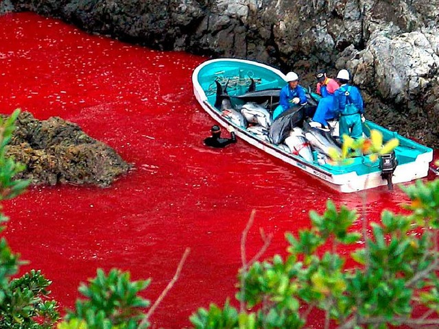 Das Wasser vom Blut rot gefrbt und ei...haben Tierschtzer nahe Taiji gemacht.  | Foto: ImageForum