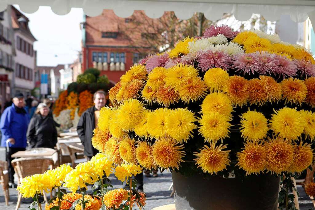 Impressionen vom zweiten Chrysanthemen-Wochenende