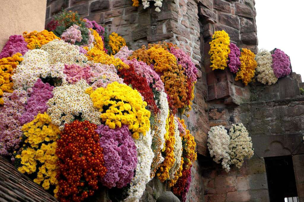 Impressionen vom zweiten Chrysanthemen-Wochenende