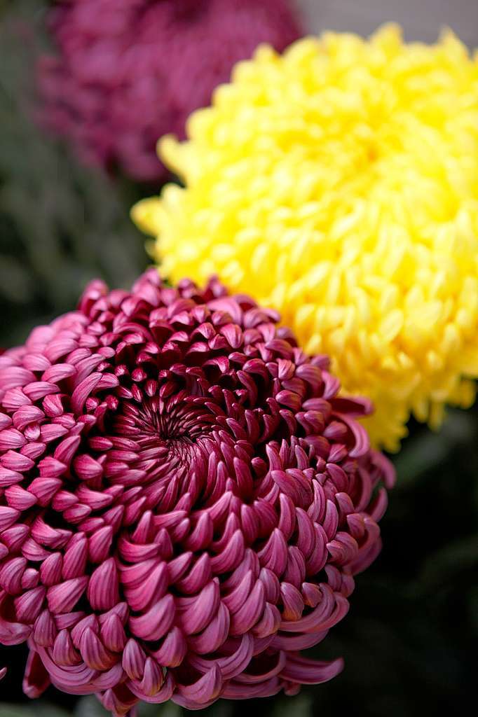 Impressionen vom zweiten Chrysanthemen-Wochenende