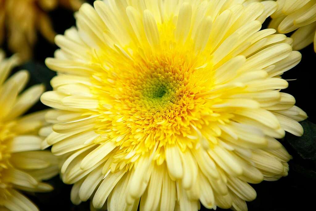 Impressionen vom zweiten Chrysanthemen-Wochenende