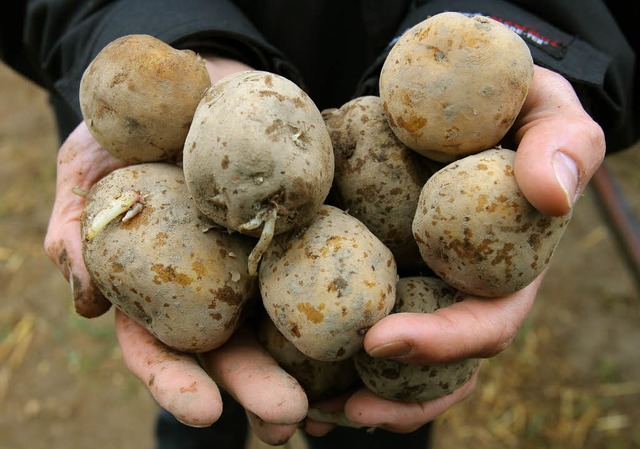 Die genvernderte Kartoffel Amflora darf angebaut werden.   | Foto: dpa