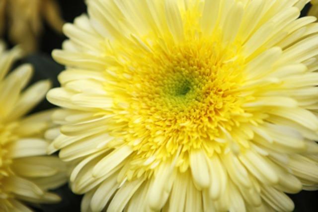 Video: Chrysanthema 2009 mit neuem Besucherrekord?