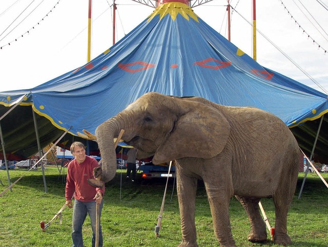 Der Zirkus &#8222;Luna&#8220; gastiert...beim Aufbau des Zeltes tatkrftig mit.  | Foto: Charlotte Wittnebel