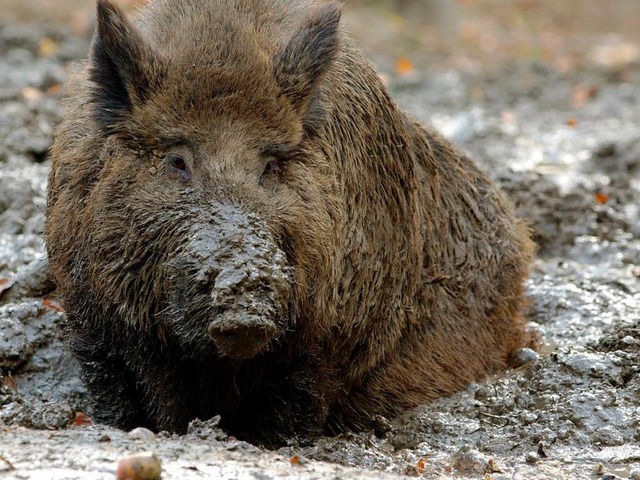 So viele Wildschweine wie im vergangenen Jagdjahr wurden selten geschossen.  | Foto: dpa