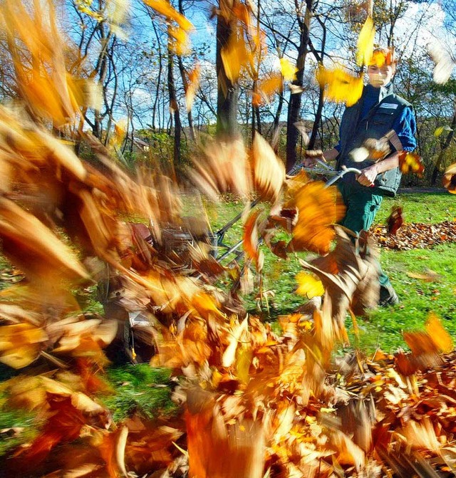 Manche machen einen ziemlichen Wirbel um das Herbstlaub.  | Foto: ddp