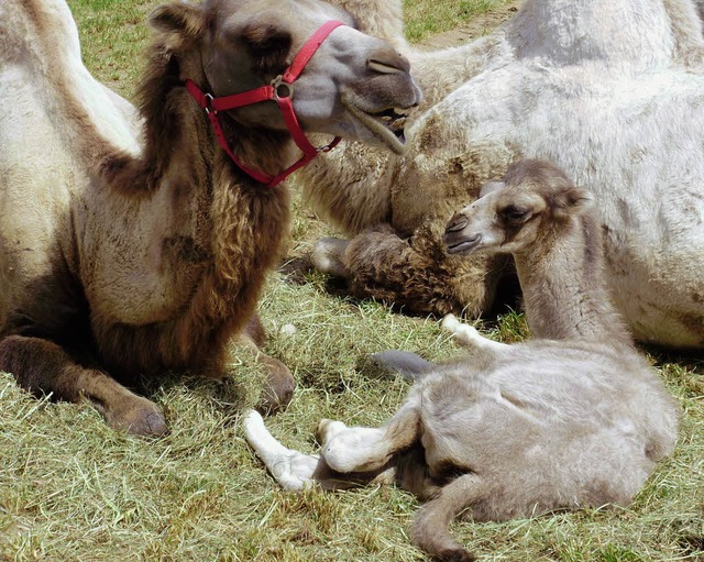 Mit von der Partie beim Zirkus: Rinder und Kamele   | Foto: BZ