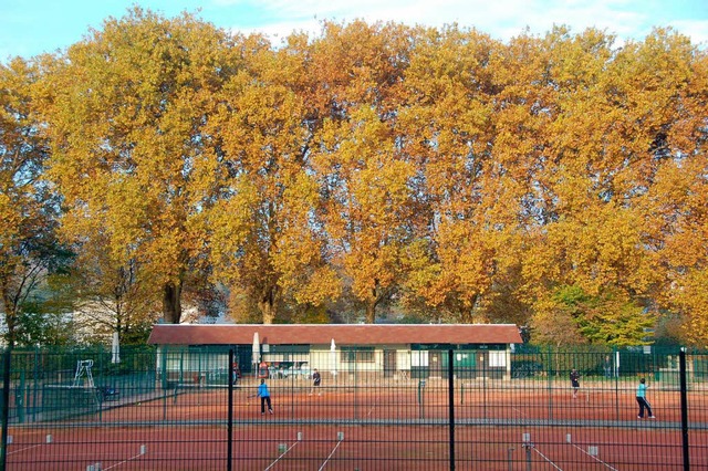 Die Platanen am Tennisheim Grn-Wei knnen wahrscheinlich gerettet werden.  | Foto: Jahn