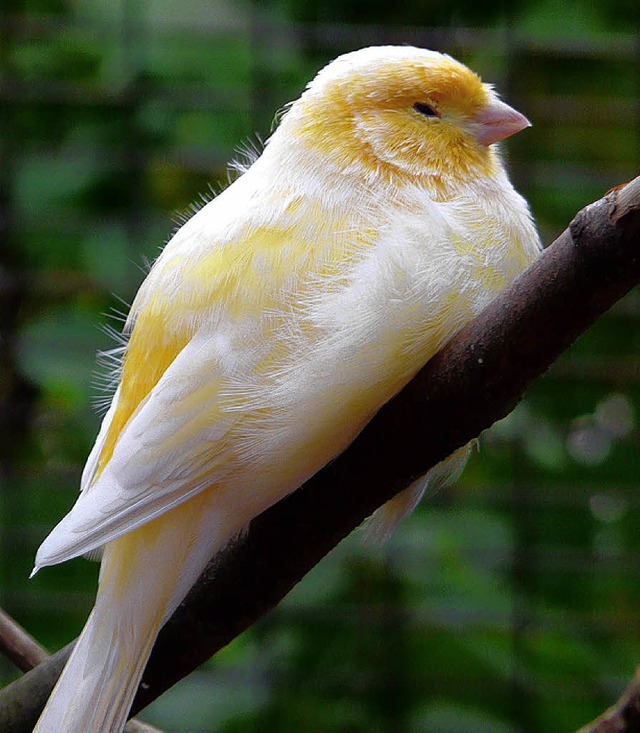 Herrlich gelb mit hbscher Stimme: der Kanarienvogel   | Foto: pixelio.de