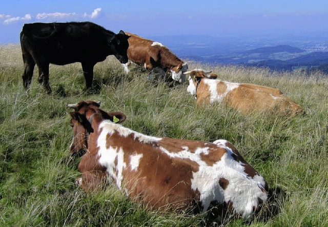Noch sind die Khe, Klber und Rinder ...mmer weniger Landwirtschaftsbetrieben?  | Foto: Manfred Lange