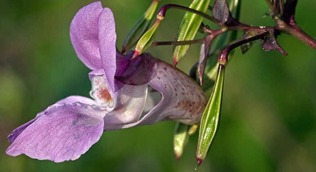 Das Indische Springkraut produziert einen stark zuckerhaltigen Nektar.   | Foto: Ingo Seehafer