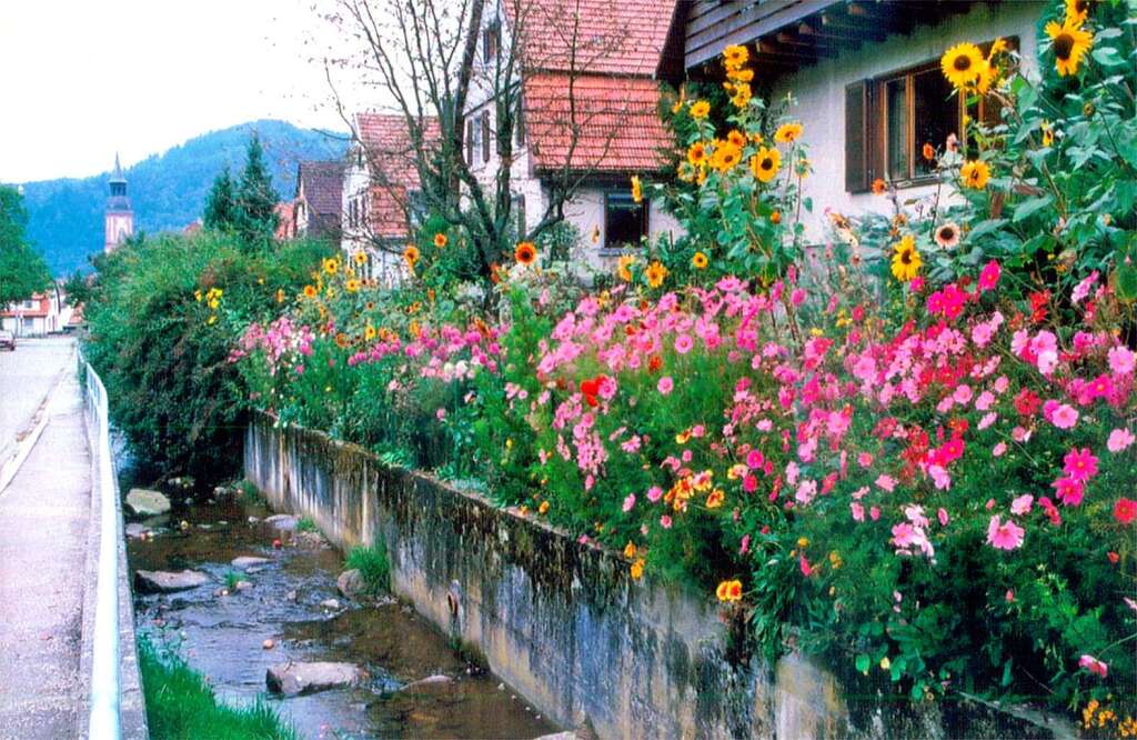 Mein Zuhause in der Weiherstrae in Waldkirch: "Mein Garten mit den vielen Blumen, meinen "Blumendschungel", wie ihn die vorbeigehenden Waldkircher nennen, unseren Dettenbach und im Hintergrund unsere Kirche St. Margarethen" (Brigitte Ogon)
