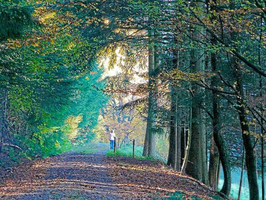 Kohlenbach: "Ein Morgen im Kohlenbach ist doch so erholsam und einfach wunderbar. Gerade im Herbst wenn die Natur sich in den schnsten Farben zeigt. Das ist mein Lieblingsplatz zum Nachdenken und Entspannen." (Angelika Winkler)
