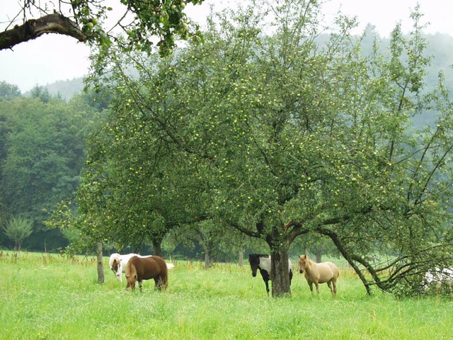 Pferde-Idyll auf der Streuobstwiese un... Jahren ein Tierschnder sein Unwesen.  | Foto: Frank Kiefer