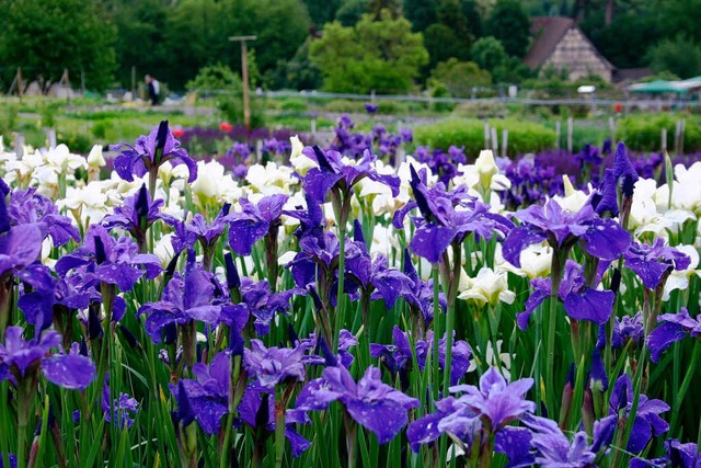 Iris sibirica in den Grten der Grfin   | Foto: privat