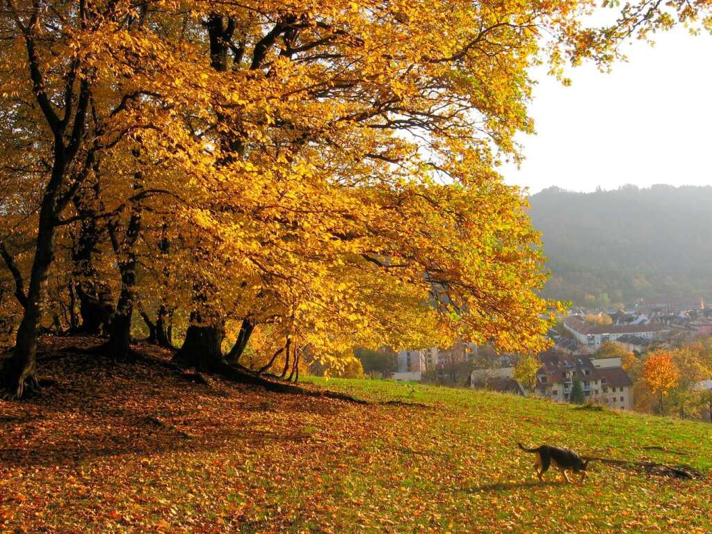 Hirzberg mit Blick auf Freiburg: "Unten ist es schon etwas duster, hier ist noch Sonne. Die Herbstfarben sind wunderbar. Auch unserem Hund gefllt es hier." (Elisabeth Neuhauser)