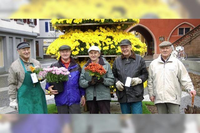 CHRYSANTHEMEN