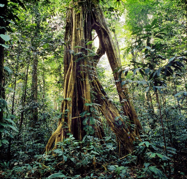 Immer mehr Regenwald wird fr Palmlplantagen abgeholzt.    | Foto: dpa