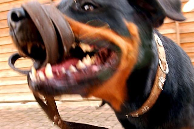 Rottweiler beien Pudel tot – Mann verletzt