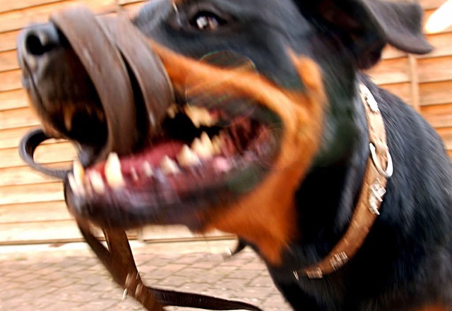 Rottweiler - eine gefhrliche Hunderasse (Archivbild)  | Foto: Joerg Koch
