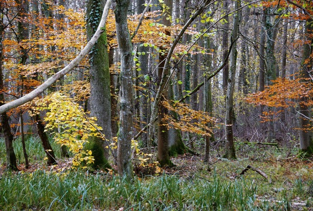 Der Mooswald bei Neuershausen ist mit ... Wlder und steht unter  Naturschutz.   | Foto: manfred frietsch