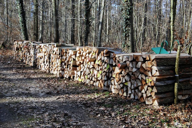 Mit  Holzverkauf   lassen sich im  Rheinwald  keine Gewinne erzielen.    | Foto: BZ