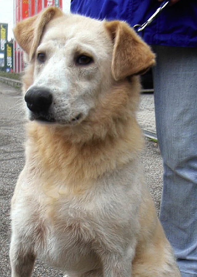 Labradormix Ben  | Foto: tierheim