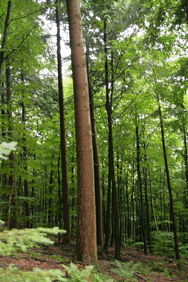 Douglasie aus dem Kanderner Wald ist ein Europa weit gefragter Rohstoff.  | Foto: Michael Raab