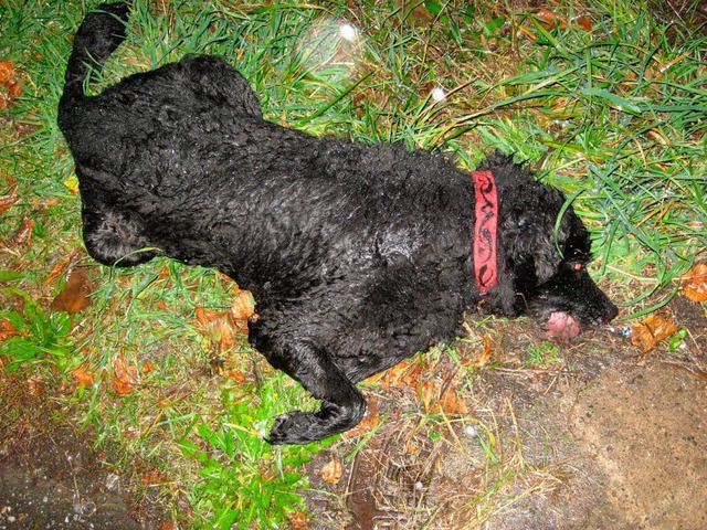Der tote Hund mit dem aufflligen  Halsband.  | Foto: Polizei