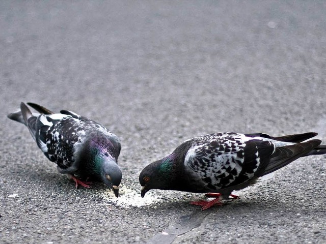 Tauben sind nicht jedermanns Freund: M...ere stellen sie eine Belstigung dar.   | Foto: photocase