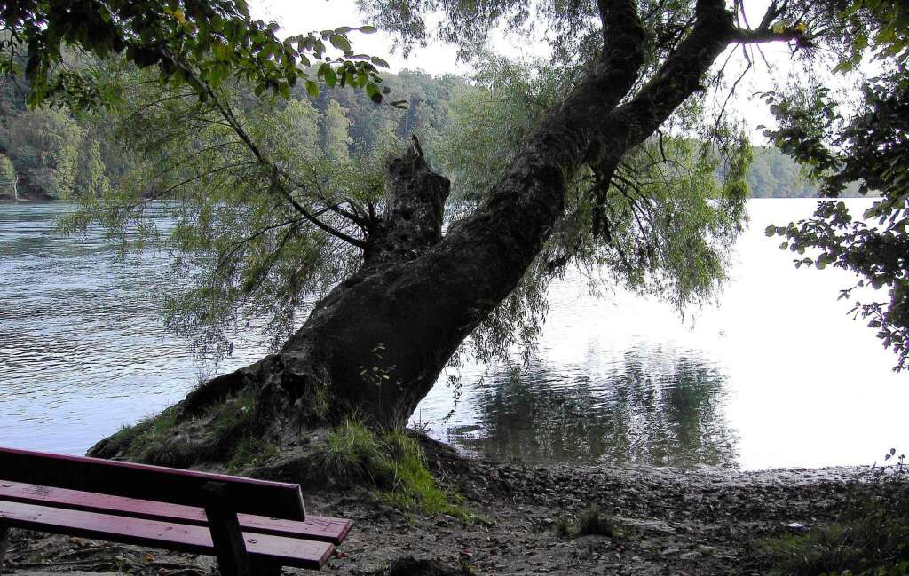 "Immer wenn ich am Rhein spazieren gehe  nutze ich diese Bank um  mich auszuruhen um meine Gedanken schweifen zu lassen. Es ist ein herrliches Fleckchen mit Blick zum Schlo Beuggen." (H. Schmidt)